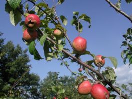 Melo nano 1130 0 Melo nano